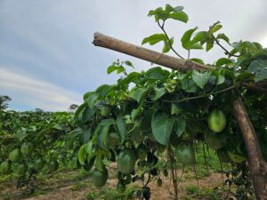 Irrigação transforma região de Goiás em polo de fruticultura