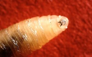 Larvas da bicheira levam Costa Rica a decretar emergência