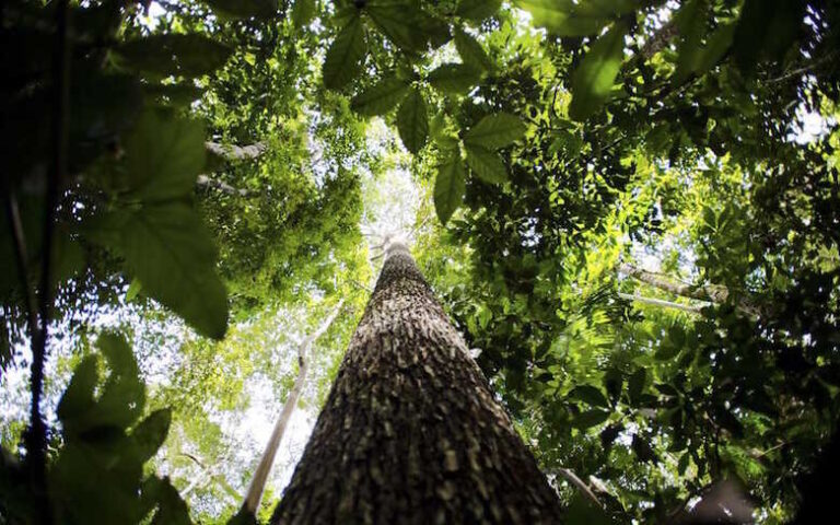 Lula e Marina anunciam investimento de R$ 730 milhões para preservação da Amazônia