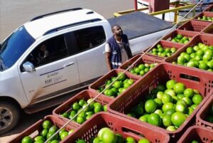 Mais de 6 toneladas de frutas são apreendidas e destruídas por falta de documentação
