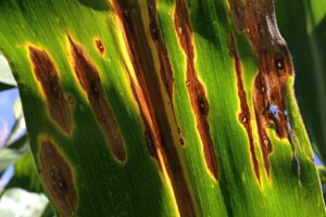 Milho: estudo mostra eficiência de fungicidas na cultura