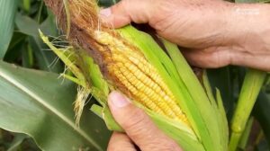 Milho: preços seguem em queda com avanço da colheita da safra de verão
