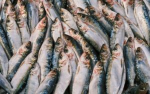 Peixes em SP estão contaminados como microplásticos