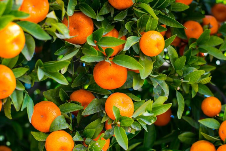 Preços da laranja caem em abril; contratos para 24/25 voltam a se aquecer