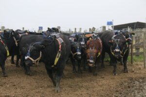 Prova de Eficiência Alimentar da raça angus reúne animais dos três estados do Sul