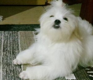 Subea adverte sobre alimentos que podem ser tóxicos para os pets