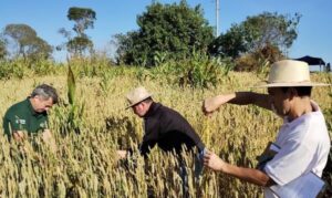 Trigo resistente ao calor vira alternativa para alimentação de gado