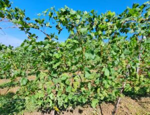 Uvas piwis: conheça essas variedades e saiba por que estão sendo testadas no sul de MG
