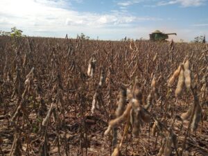 Valor Bruto da Produção Agropecuária sofre queda em março