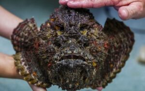 O toxicólogo Jamie Seymour, da Universidade James Cook da Austrália, exibe um exemplar de peixe-pedra, a espécie de peixe mais venenosa do mundo, na cidade de Cairns, em 8 de abril de 2024