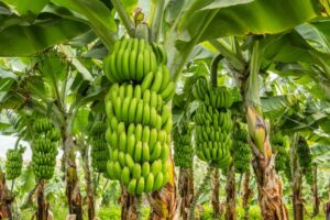 Banana: medidas fitossanitárias mais rigorosas com novo cadastro