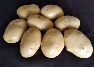 Batata: áreas importantes para abastecimento nacional são afetadas no RS