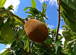 Bioeconomia pode gerar renda e combater pobreza