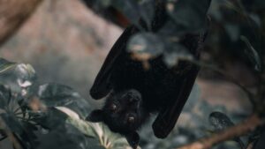 Biólogos investigam quais vírus de morcegos infectam humanos