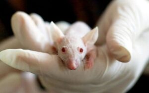 Estudo com ratos faz primeiro transplante de rim entre fetos