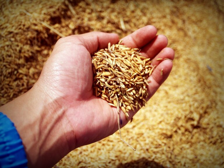 Governo zera tarifa de importação de 3 tipos de arroz para garantir abastecimento