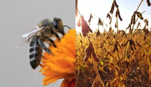 Integração entre soja e abelhas aumenta produtividade do grão em até 25% e melhora o mel