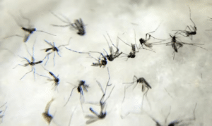 Mais da metade das mortes por dengue deste ano foram registradas em abril