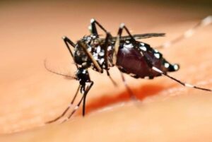 Mato Grosso do Sul ultrapassa mais de 7 mil casos confirmados de dengue