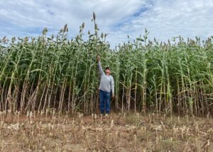 Novo sorgo forrageiro alia alta produtividade e qualidade nutricional