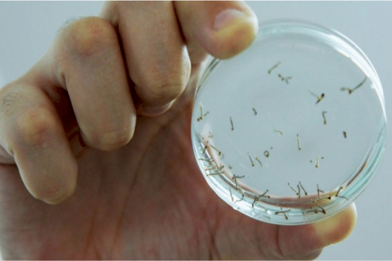 Número de mortes por dengue sobe para 18 em Mato Grosso do Sul