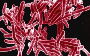 OMS lista 15 bactérias que colocam em risco a saúde humana