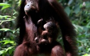 Fêmea de orangotango e filhote no santuário malaio de Sandakan, em 6 de fevereiro de 2013