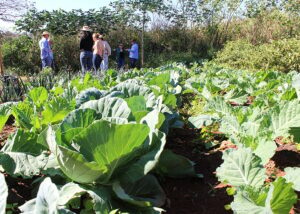 Pesquisa desenvolve indicadores ambientais para produção agroecológica