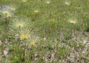 Pesquisadora reproduz planta do Cerrado em casa de vegetação