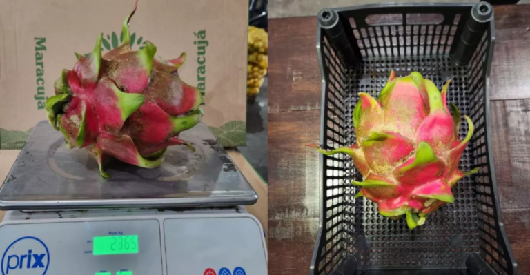 pitaya SC peso extraordinário