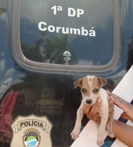 Polícia Civil realiza resgate de animal vítima de maus-tratos em Corumbá