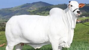 Viatina-19: Guinness Book reconhece vaca Nelore como a fêmea bovina mais cara do mundo