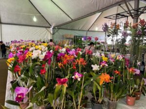 Procon de Dourados divulga pesquisa de flores pro Dia da Mães