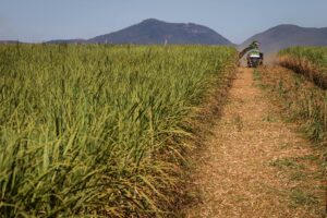 Safra de cana começa com maior produtividade, mas déficit hídrico preocupa