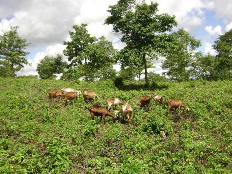 Sistema promove estoque de carbono 30% maior do que o da vegetação natural