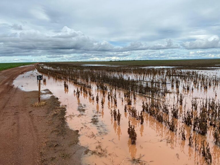 Soja embaixo d’água pode reduzir produção do RS em até 5 milhões de toneladas