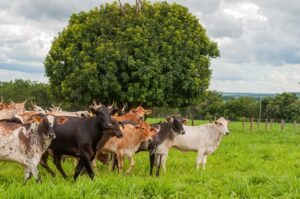 Vacina para humanos pode ser a chave para controlar tuberculose bovina, diz estudo