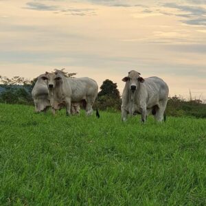 Touros reprodutores do plantel da fazenda Araponga