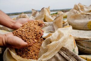 ‘Desnecessário e intempestivo’, diz Abiarroz sobre importação de arroz pelo governo