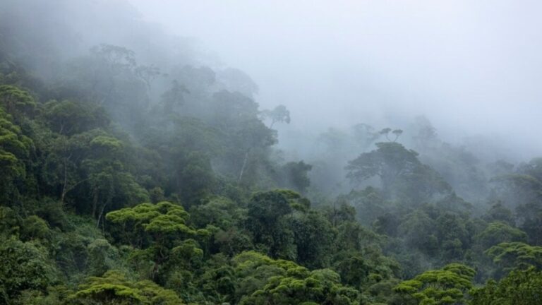 7 indícios de que a Amazônia pode ajudar a amenizar os problemas climáticos