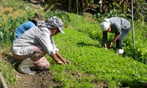 Agricultor que desmatou 1 hectare tem multa reduzida devido à vulnerabilidade social