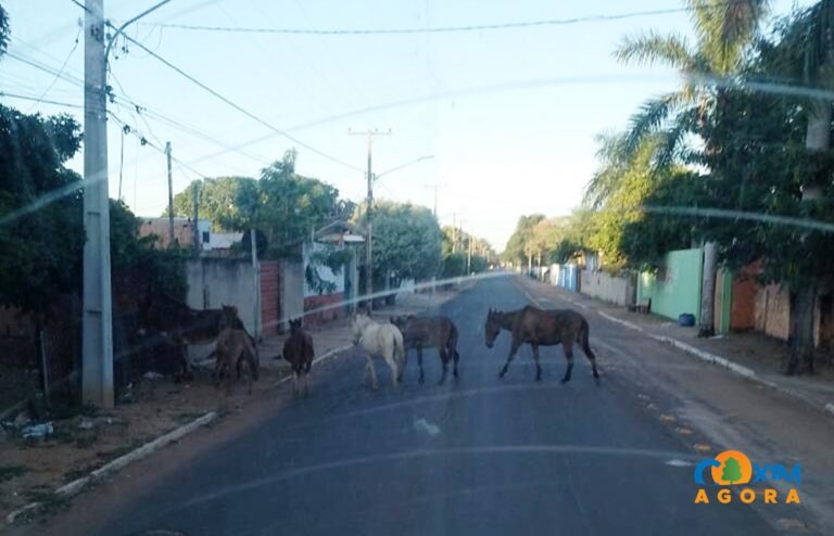 Animais soltos causam preocupação em Coxim: risco de acidentes mobiliza moradores e condutores