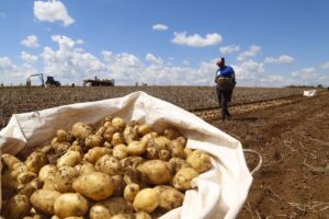 Aumento da oferta de batata reforça pressão sobre cotações