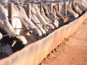 Aumento no volume de bovinos confinados reflete fortalecimento da pecuária intensiva