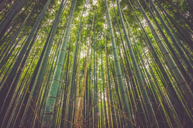 Bambu tem potencial inexplorado para agricultura familiar e indústria no Brasil