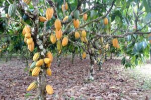 Cacau: lei cria selo verde para a produção sustentável