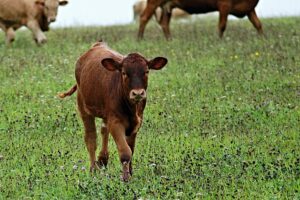 Embrapa cria centro para reduzir emissões da pecuária gaúcha