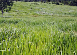 Fávaro: 40 mi hectares de pastagens degradadas podem ser usados na agropecuária