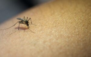 Genoma revela origem e espalhamento da malária