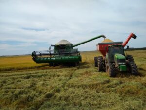 Irga: Colheita de arroz termina no RS com 7,16 milhões de toneladas, garantindo abastecimento do país